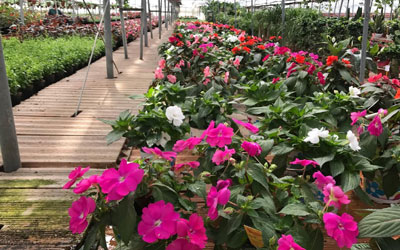 Delve Servizi a Misano: manutenzione fiori e piante